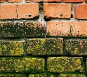 استفاده از مواد ضدقارچ برای نما