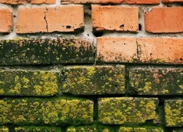 علت قارچ و کپک نمای آجری و راهکار آن