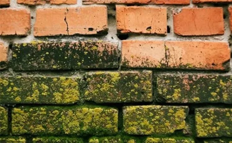استفاده از مواد ضدقارچ برای نما